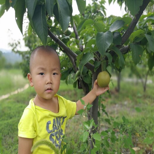 满城夏玉梨苗,夏玉梨苗基地价格